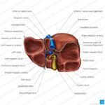 anatomical-duct-3-letters_f67415035.jpg