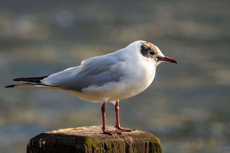birds-with-4-letters-caipm