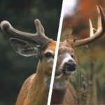 female-red-deer-4-letters_242bb2815.jpg