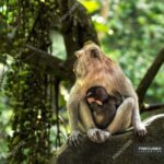 Long Tailed Monkey Three Letters 3a3c0ade0.jpg