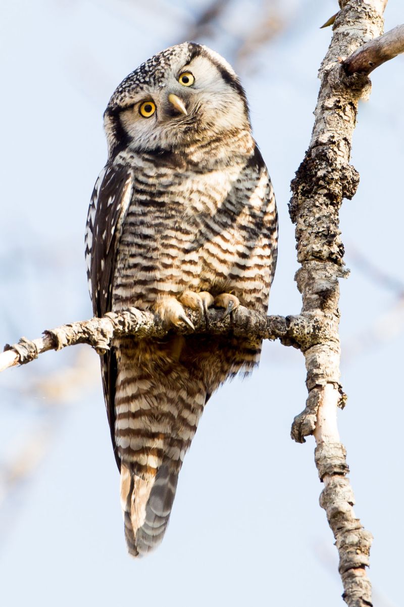 the sound of owl makes crossword clue 3 letters