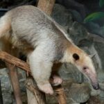 spiny-anteater-7-letters_57f437cae.jpg